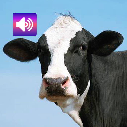 Cow Sounds