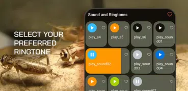Cricket: Sounds