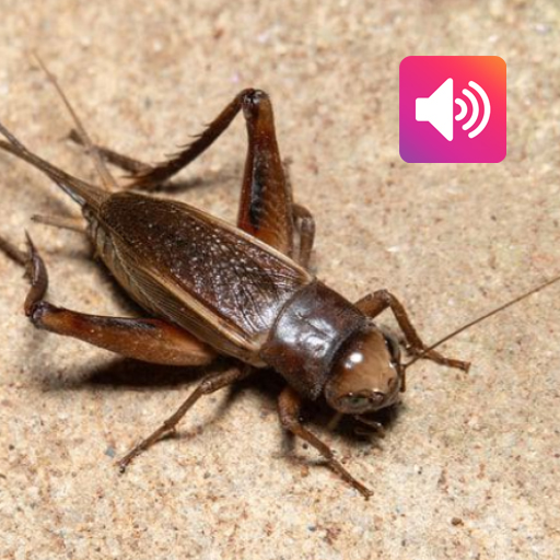 Cricket: Sounds