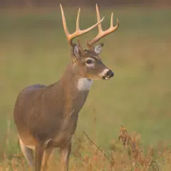 Deer Sounds XAPK Herunterladen