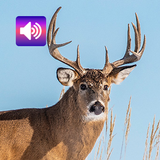 Cerf: sons icône
