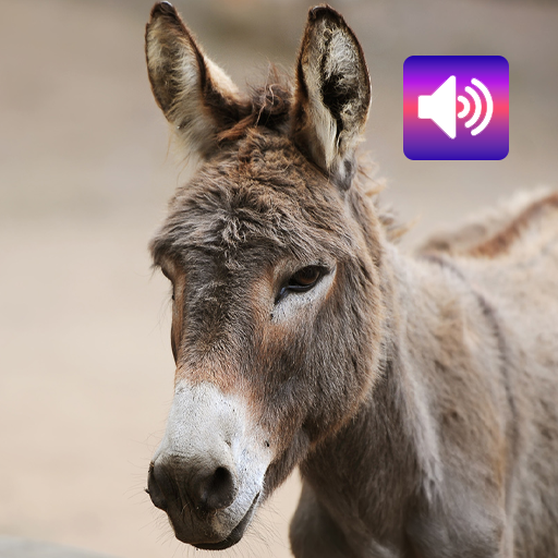 Donkey: Sounds & Ringtones