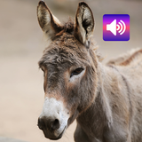 驴：声音 图标