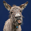Donkey Sounds APK