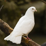 Icona suoni Dove