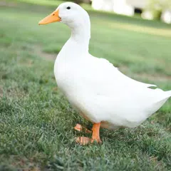 Duck Soundboard