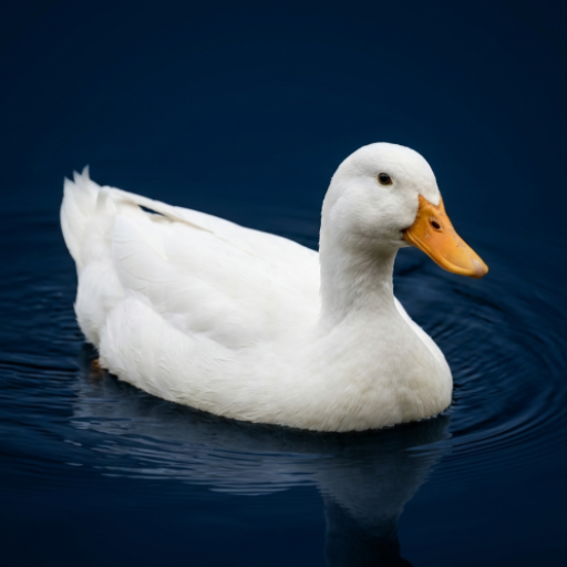 Duck: Sounds & Ringtones