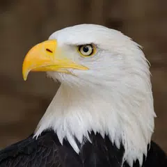 Скачать Eagle Sound и мелодии APK