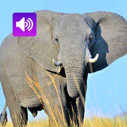 Elephant: Sound, Ringtone