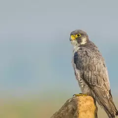 Скачать Peregrine Falcon sounds XAPK