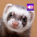 Ferret: Sounds & Ringtones APK