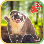 Sounds for Badger Animal 圖標