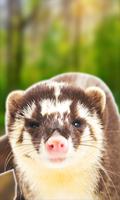 Sounds for Badger Animal 海報