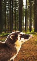 Sounds for Badger Animal 截圖 3