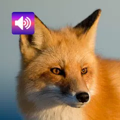 Fox: Sounds & Ringtones