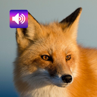 Fox: Sounds & Ringtones icon