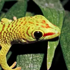 Gecko Sounds APK download