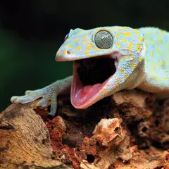 Скачать Gecko Sounds APK