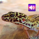 APK Gecko: Sounds & Ringtones