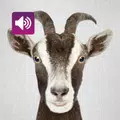 Goat Sounds