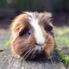 Suena Guinea Pig icono