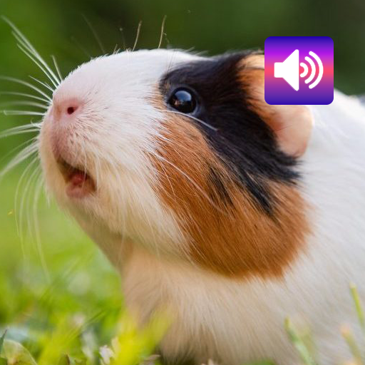 Guinea Pig: Sounds & Ringtones