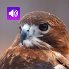 Hawk: Sounds & Ringtones иконка