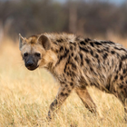 Hyena Sounds icon