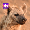 Hyena: Suara