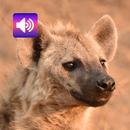 เสียงไฮยีนา: ริงโทน,ปลุก,เตือน APK