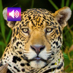 ジャガー：サウンド