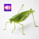 Katydid: Sounds & Ringtones APK