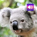 Koala: Sounds & Ringtones APK