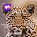 Macan Tutul: Suara APK