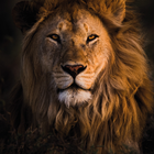 Icona Lion Suoni e Ringtone