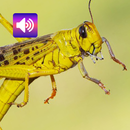 Locust: Sounds & Ringtones APK
