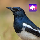 Magpie: Sounds & Ringtones icon