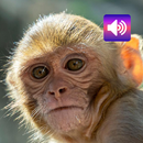 サル：音 APK