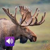 Moose: Sounds & Ringtones-icoon
