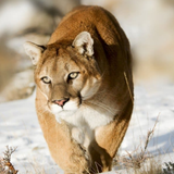 Cougar & Mountain Lion Sounds