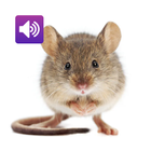 آیکون‌ Mouse and Rat: Sound,Ringtones