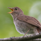 Nightingale Bird Sounds icône