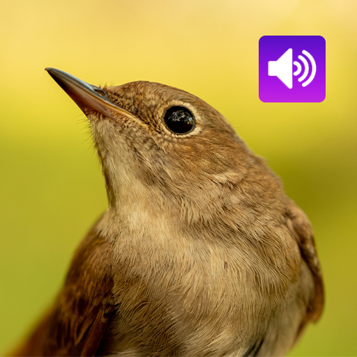 Nightingale Bird Sounds