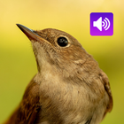 Nightingale: Bird Sounds icon