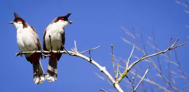 Bulbul Vermelho-whiskered