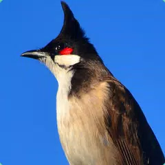 Red-whiskered bulbul XAPK download