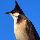 Bulbul Vermelho-whiskered ícone