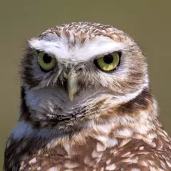 Owl Sounds APK Herunterladen