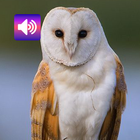 Oiseau hibou: sons icône