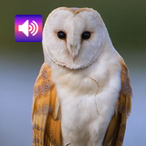 Owl: Sounds & Ringtones icon